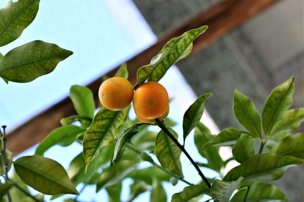 laranja-kinkan-plantas-apartamento