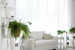 samambaia-plantas-apartamento